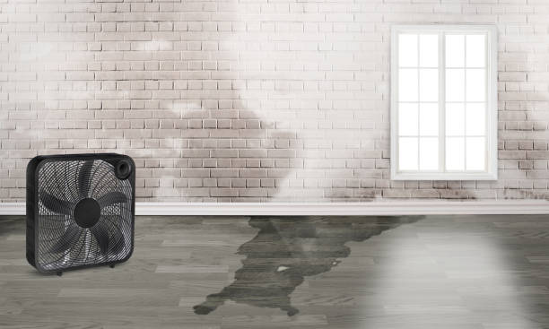 Local water damage restoration in Taylor, AZ